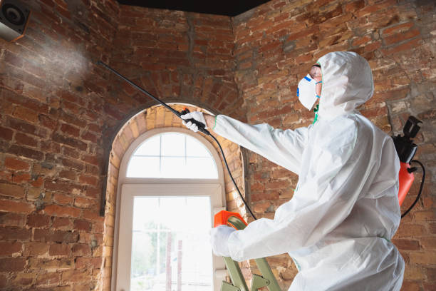 Trusted Plant City, FL Mold Removal Services Experts