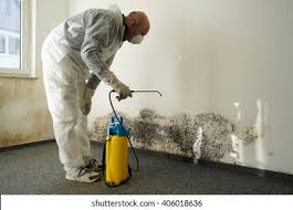 Mold Removal Services